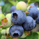 ベリーベリーファーム土岐