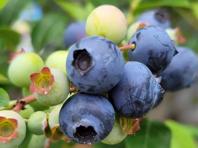 ベリーベリーファーム土岐